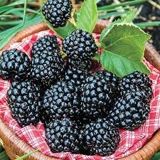Blackberries