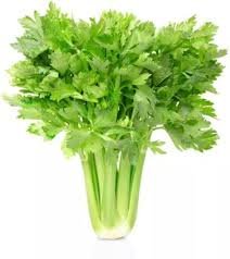 CELERY