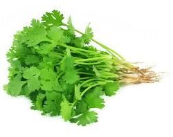 Coriander