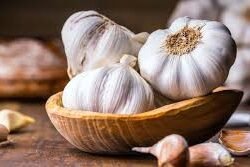 Garlic