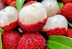 Litchi