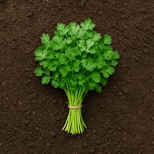Organically Grown Coriander Leaves